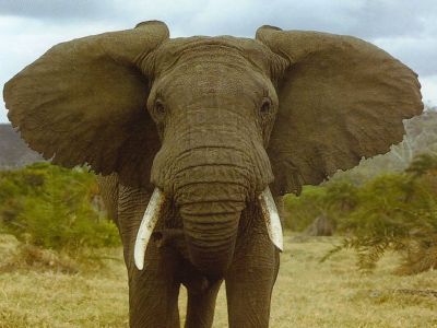 Az elefánt Afrika szimbóluma